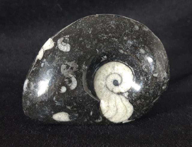 Manticoceras sp. HYATT 1884 - Bild &copy; FossNet FossilienStore